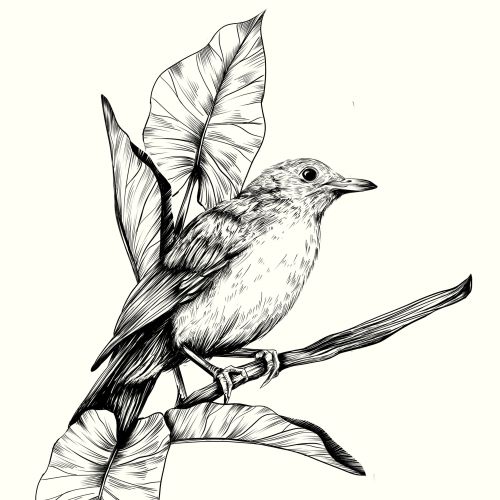 Black and white bird illustration perched on a branch with leaves