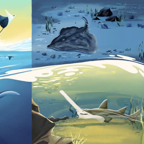 Marine life illustration with rays and sharks underwater in diverse ocean environments