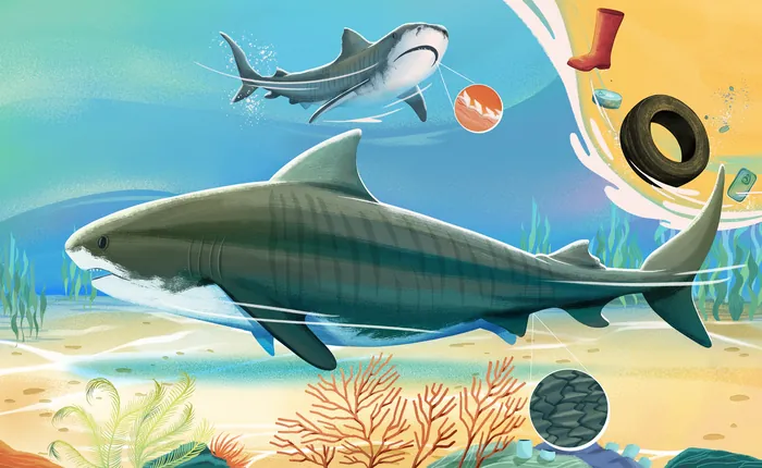 Two sharks swimming underwater close to ocean debris and coral