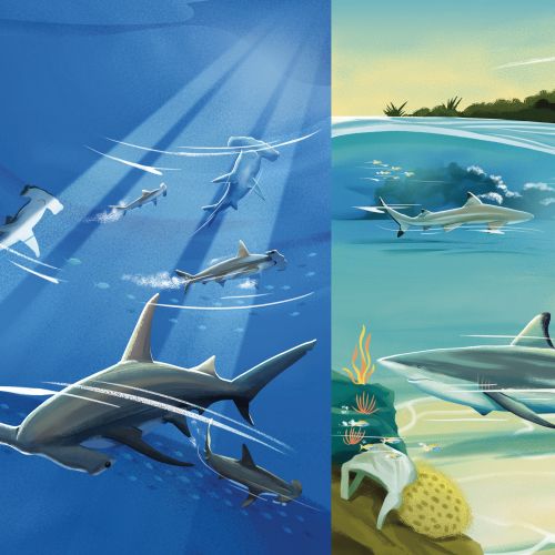 Sharks swimming underwater with fish and coral reef scenery