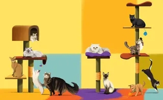 Nine cats on colorful cat trees against a yellow and blue wall