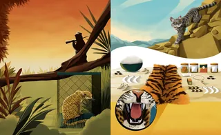 Split image of wild tiger and tiger in cage with conservation items
