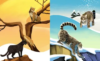 Leopard in desert tree and snow leopard in snowy mountains