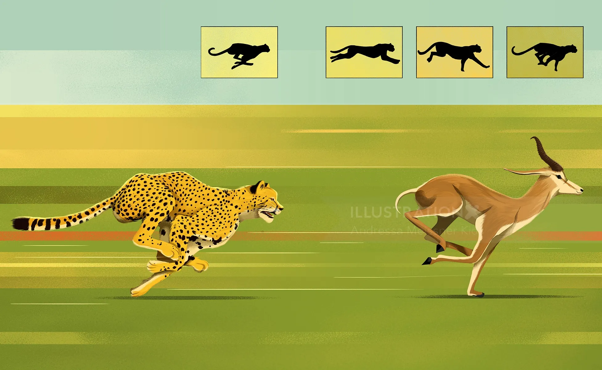 Cheetah chasing a gazelle across a grassy plain in a speed sequence