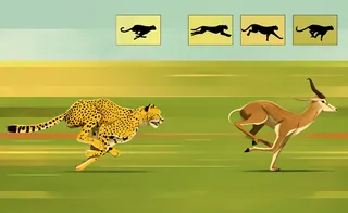 Cheetah chasing a gazelle across a grassy plain in a speed sequence