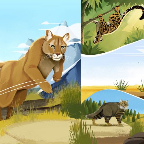 Illustration of cougar, margay, and fishing cat in natural environments