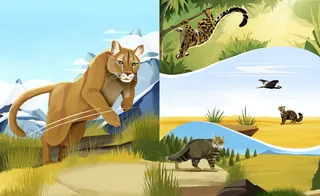 Illustration of cougar, margay, and fishing cat in natural environments
