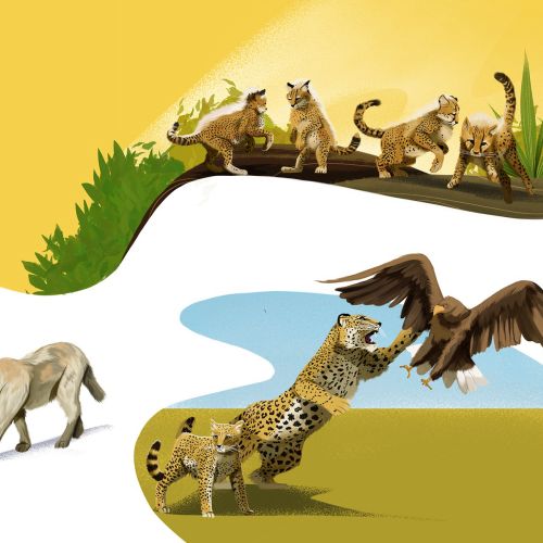 Wild cats like cheetahs and serval depicted in various natural scenes