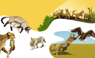 Wild cats like cheetahs and serval depicted in various natural scenes