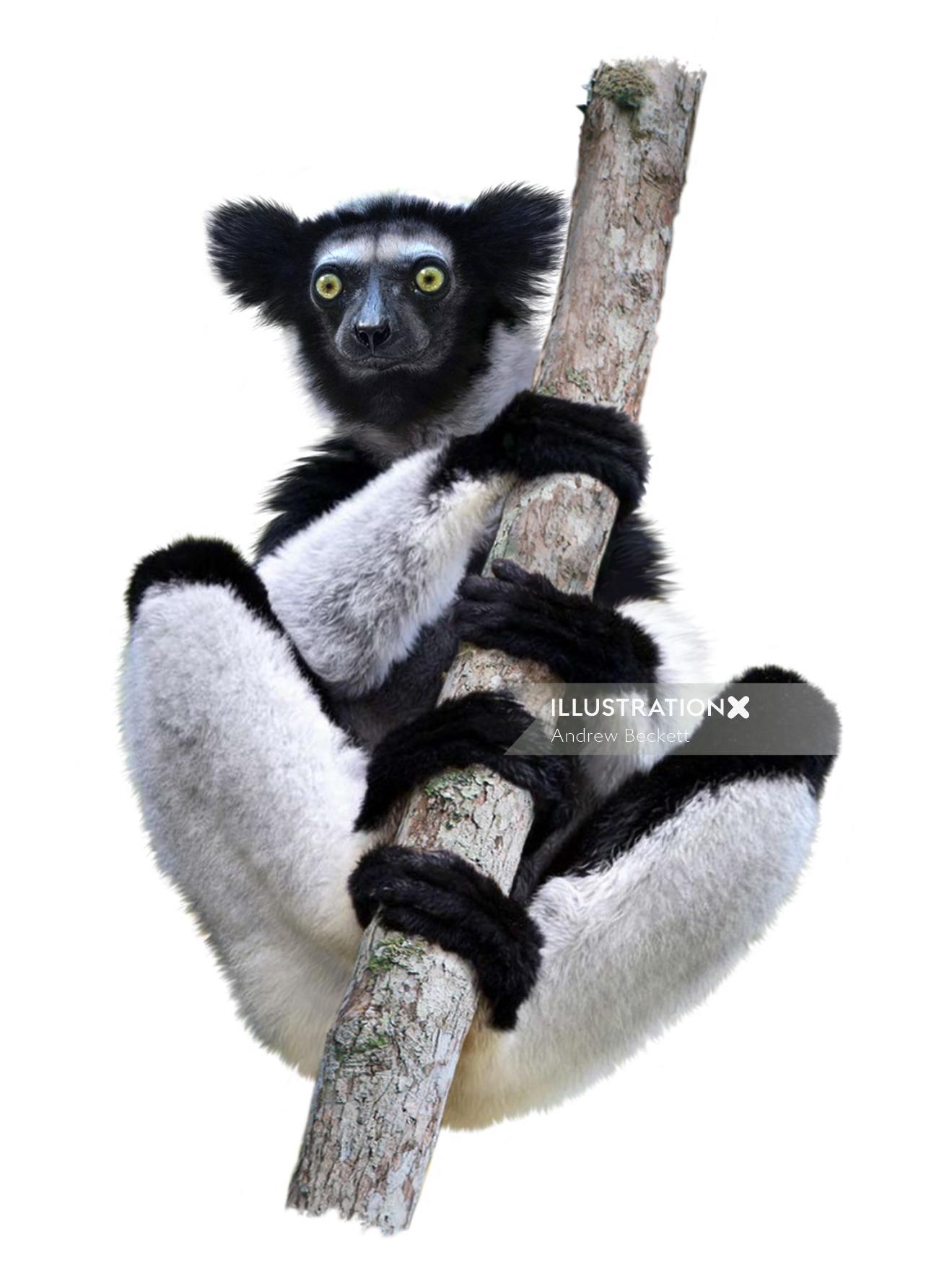 Lemur - Ilustración de primates