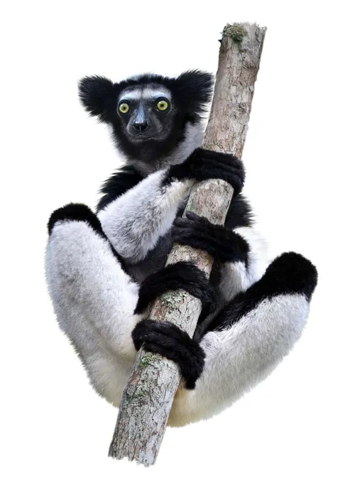 Lemur - Primate illustration