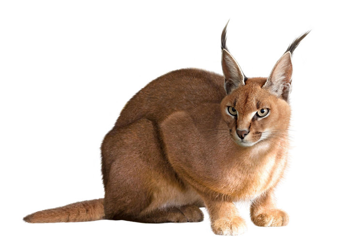Caracal Animals Illustration by Andrew Beckett