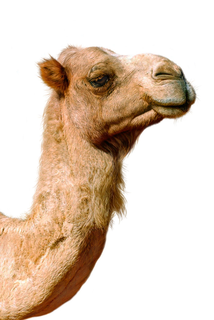 骆驼的插图