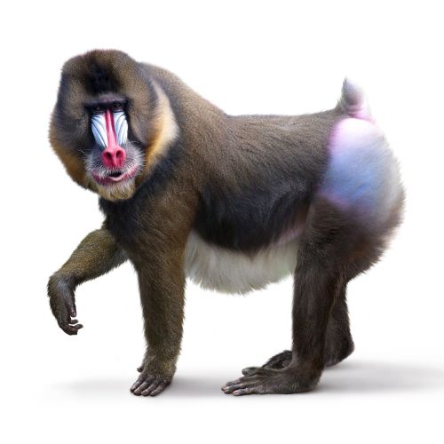 Mandrill | Primate illustration
