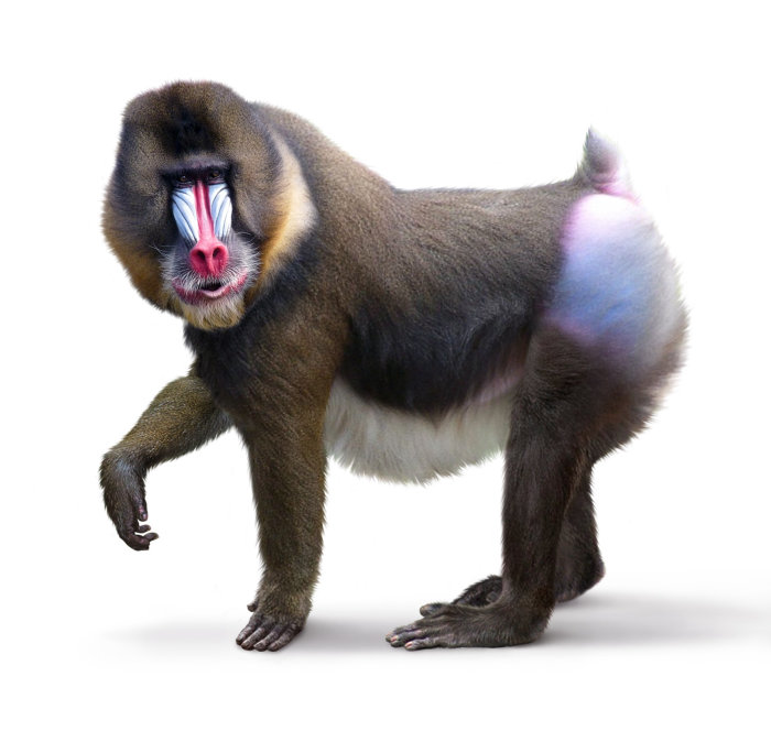 Mandrill | Primate illustration
