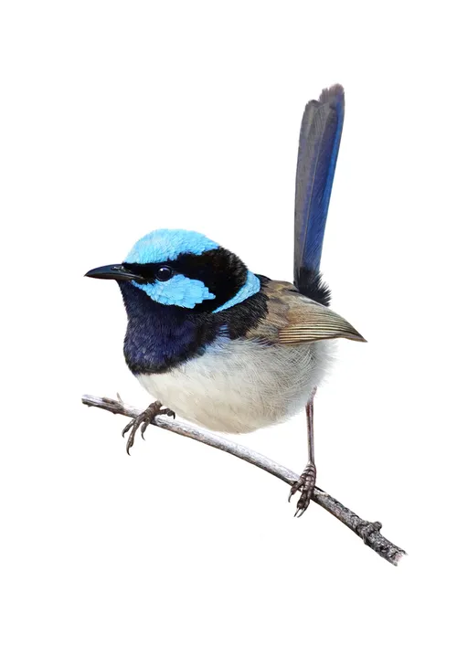 Beautiful fairywren drawing by Andrew Beckett