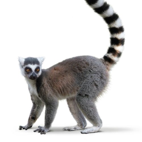 Ring-tailed lemur wildlife illustration