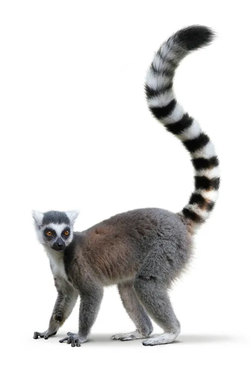 Ring-tailed lemur wildlife illustration