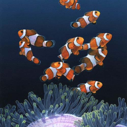 Clown fishes and sea anemones