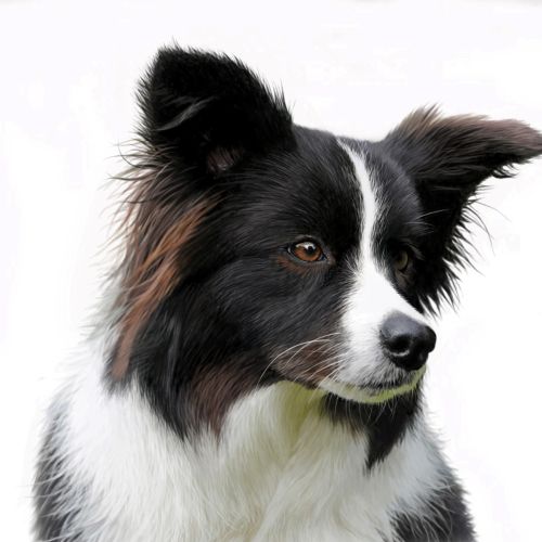 Border Collie portraiture for Jersey Kennel Club