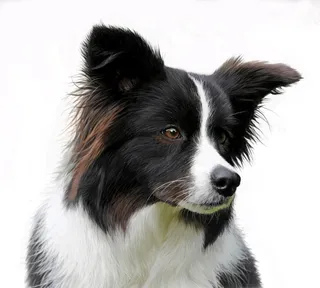 Border Collie portraiture for Jersey Kennel Club