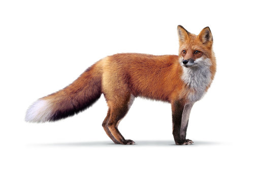 Fox | Illustration de la faune