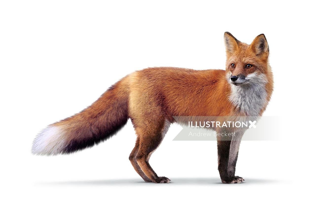 Fox | Wildlife illustration
