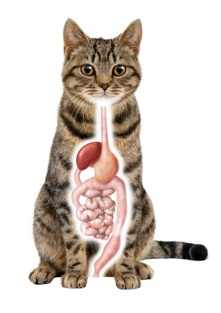 Ilustração médica do sistema digestivo do gato