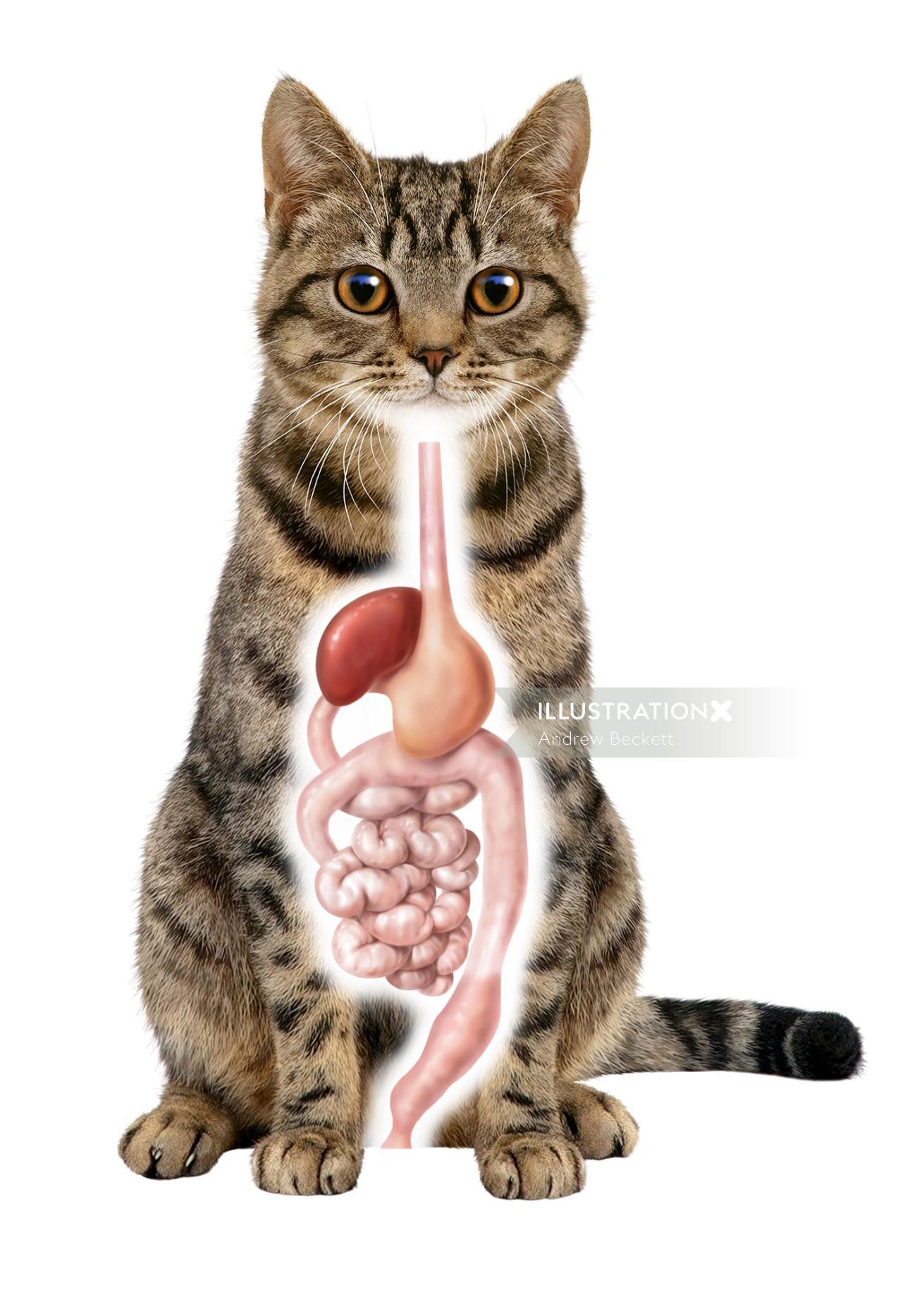 Ilustración médica del sistema digestivo del gato