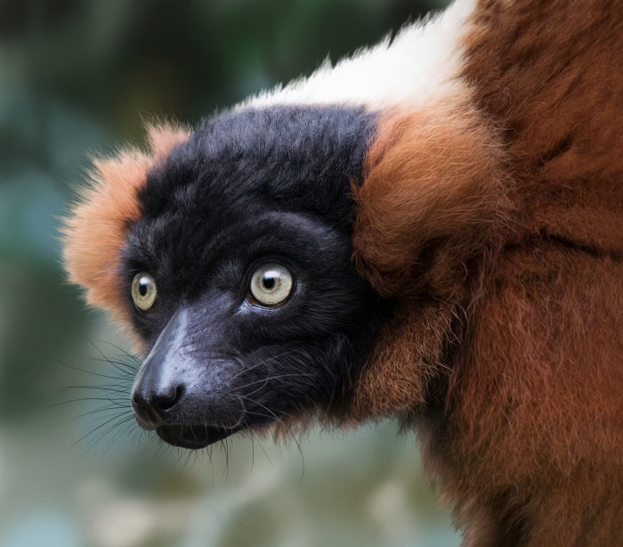 Photorealistic illustration of Re-ruffed Lemur
