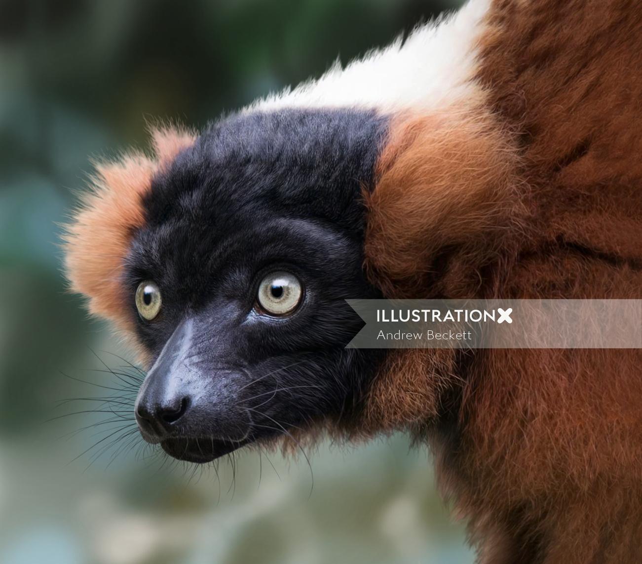 Photorealistic illustration of Re-ruffed Lemur