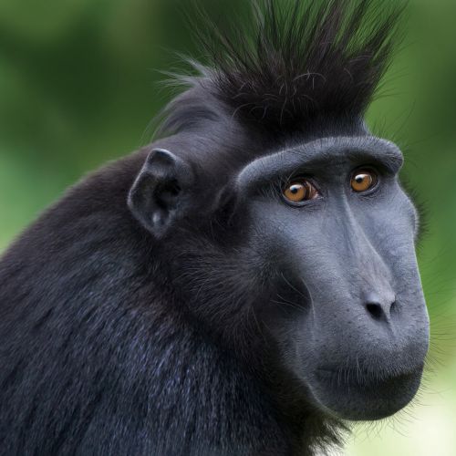 Sulawesi Crested Black Macaque portrait for Jersey Post
