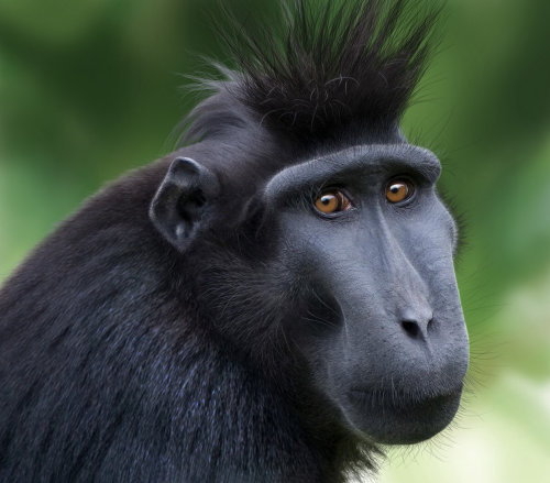 Macaco preto com crista de Sulawesi