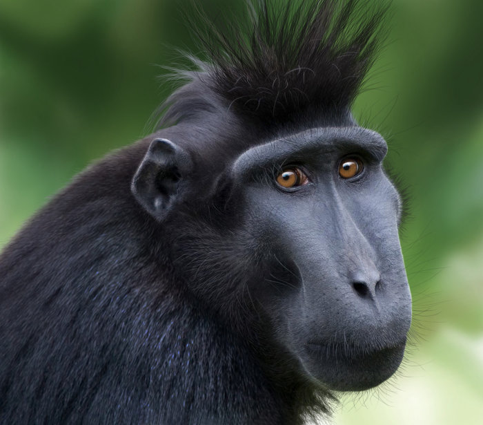 Sulawesi Crested Black Macaque portrait for Jersey Post