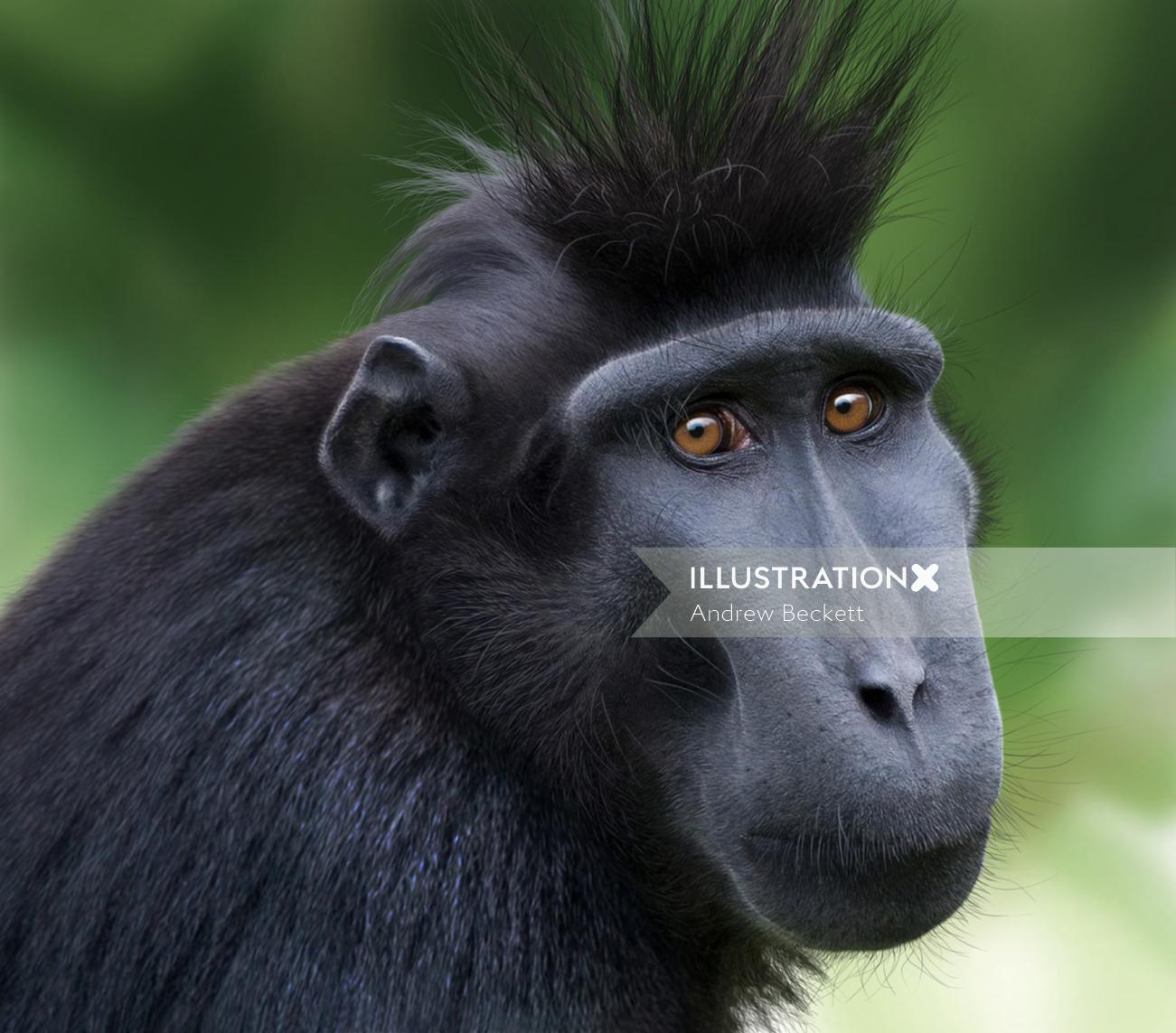 Macaco negro crestado de Sulawesi