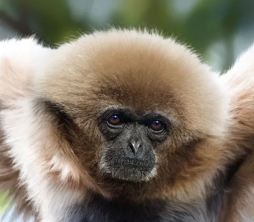White-handed Gibbon digital art for Jersey Post