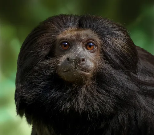Black-lion Tamarin for Jersey Post