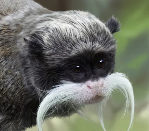 Emporer Tamarin's portrait for Jersey Post