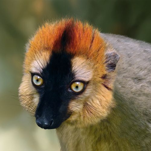 Re-fronted Brown Lemur illustration created by Andrew Beckett
