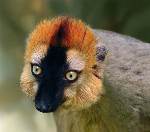 Re-fronted Brown Lemur illustration