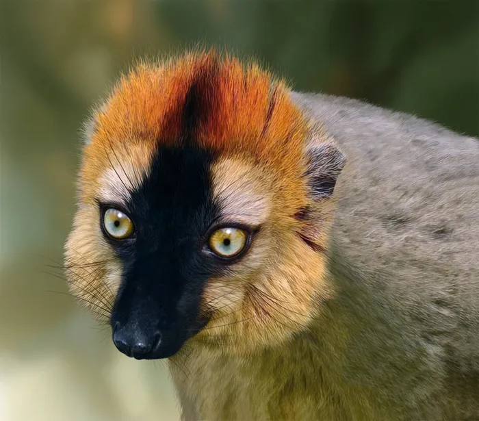 Re-fronted Brown Lemur illustration created by Andrew Beckett
