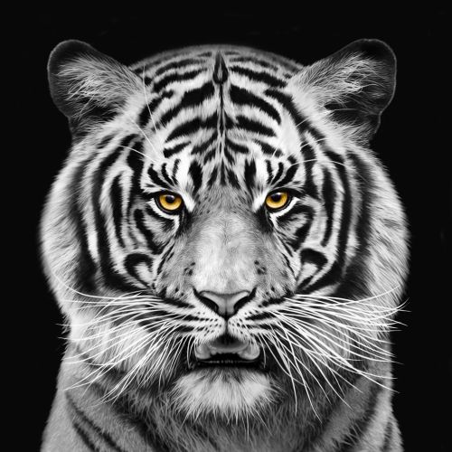 Black and white portrait of Tiger for Saatchi Germany