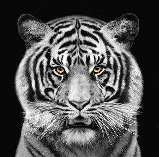 Retrato en blanco y negro de Tiger para Saatchi Alemania