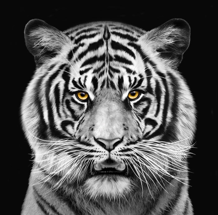 Retrato em preto e branco de Tiger para a Saatchi Germany
