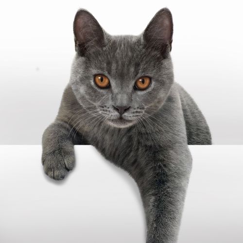 Photorealistic illustration of cat by Andrew Beckett