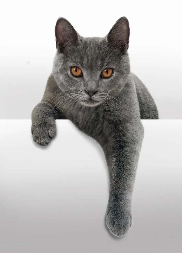 Photorealistic illustration of cat by Andrew Beckett