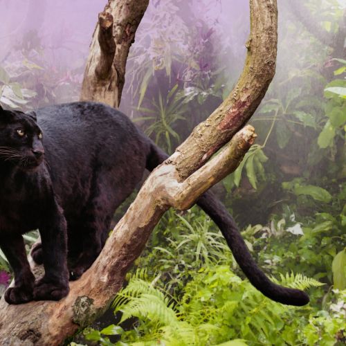 Realism illustration of Black Panther