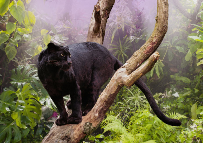 Realism illustration of Black Panther