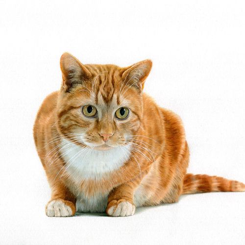 Ginger cats have red-to-orange tabbies