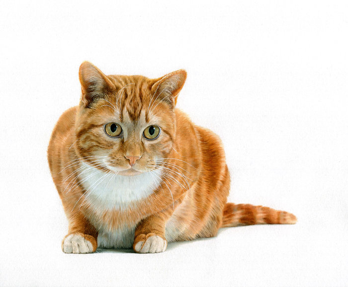 姜色猫有红色到橙色的虎斑猫